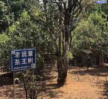 从哪个山头采摘的老班章茶？探究其产地及特色