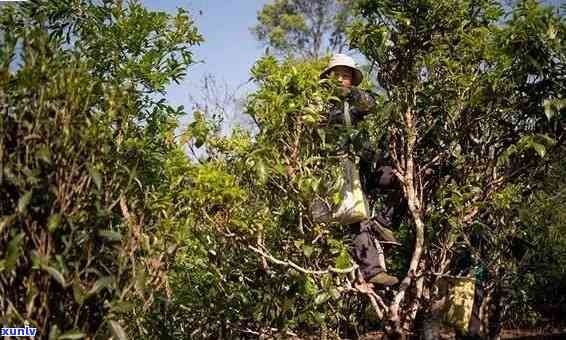 老班章茶山的位置及特点，如何辨别真正的老班章茶叶？