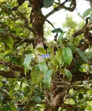 云南普洱茶茶树品种及王花汇总：探究多样的茶树世界