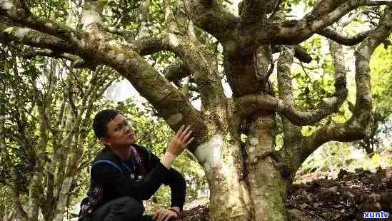 新「老班章古树普洱茶」——探寻云南茶文化中的王者之茶。