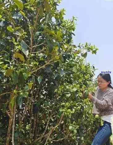 景迈山茶与老班章茶：一场口感的宴