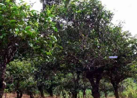 冰岛古树与班章古树区别：普洱茶和普洱茶的区别。