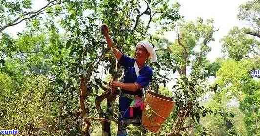 探索老班章茶的独特魅力及其在普洱茶中的越地位