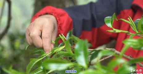 普洱茶古茶树产量统计及相关因素分析：了解产量影响及未来趋势