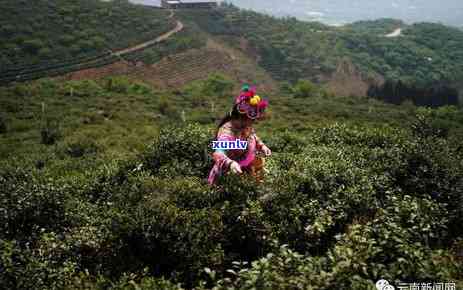 冰岛与老班章：哪个地方更受游客欢迎？探索两国旅游胜地及特色魅力