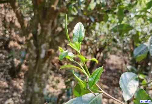 老班章茶有没有小树：探索小树茶口感的秘密