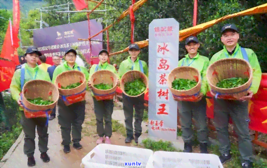 老班章茶王天价收藏，普洱茶市场掀起万元热潮