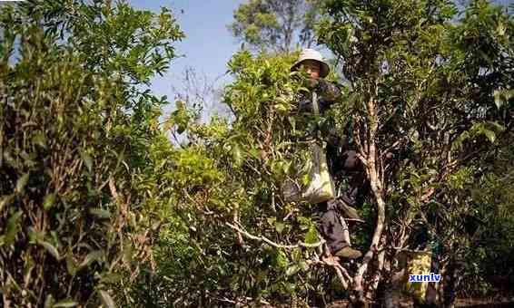 老班章茶山地理位置、品种特点以及口感鉴：全面了解这款茶叶的来源与品质