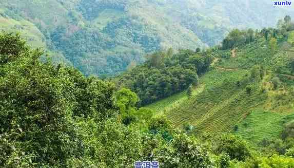 探索老班章茶山：一个普洱茶产地的魅力与风味