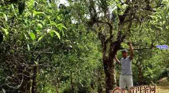 百年古树茶老班章的价格、品质与泡法，一篇全面了解的文章