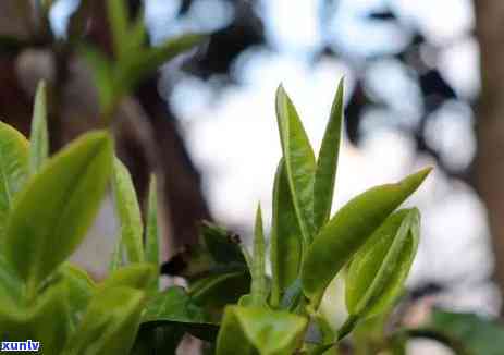 探究冰岛茶与老班章的独特风味及其区别：一场口感之旅