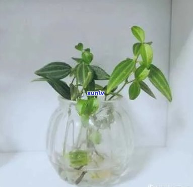 钻石翡翠绿植可以水养吗？