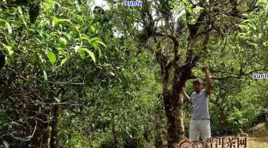 云南特色普洱茶：老班章雨林古树茶的醇厚魅力与价格解析