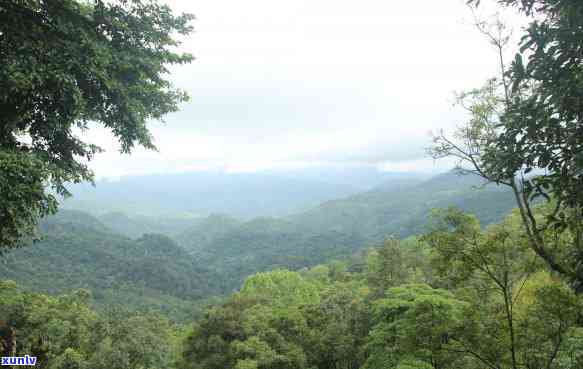 雨林老班章用南糯山