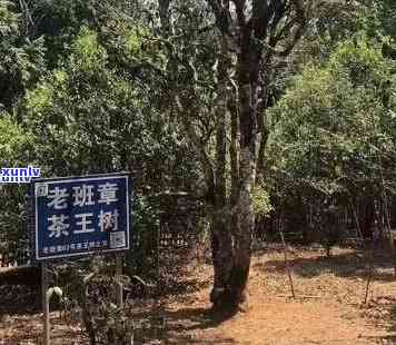 云南勐海产老班章茶叶：茶王产地直供，古树普洱茶批发促销