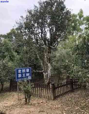 老班章茶产地：勐海县，这个答案是否解决了您的疑问？