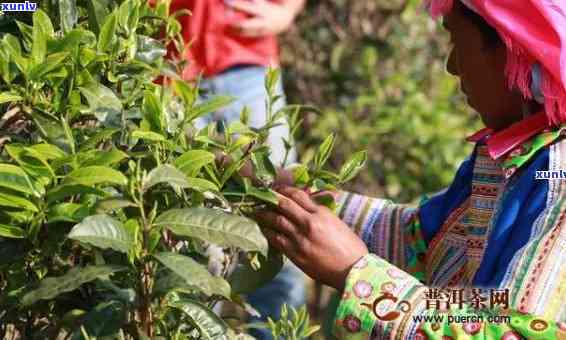 云南早春古树茶老班章：春茶报价大全，最新普洱茶生茶价格