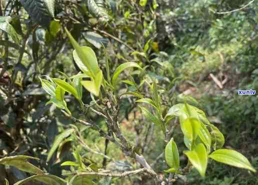 老班章古树茶：阿里山生态野生茶品，品质越，价格实