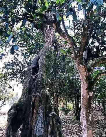 老班章古树茶：600年的历沉淀，纯粹的味道体验