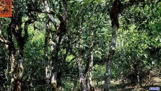 老班章古树茶：600年的历沉淀，纯粹的味道体验