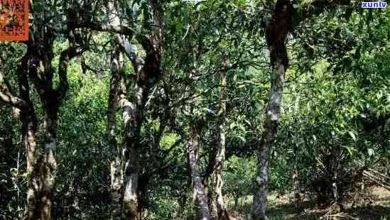 老班章古树茶：600年的历沉淀，纯粹的味道体验