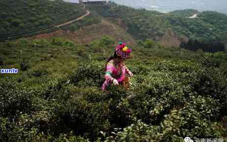 云南早春古树茶：老班章普洱茶的极致品味与春茶大全报价