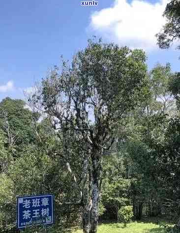 老班章茶王树32万，树龄超过50年，品质优良
