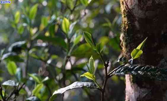 云南勐海原生态老班章古树普洱茶：茶品新视角与故事