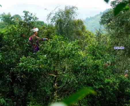 云南勐海原生态老班章古树普洱茶：茶品新视角与故事