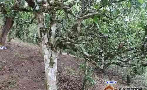 对比分析：老班章茶与冰岛茶的品质、产地和口感差异，帮助您更好地选择茶叶