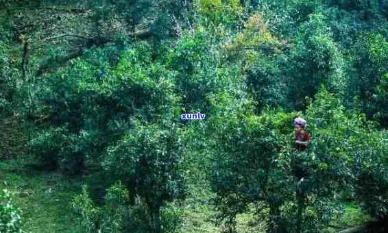 全面探索雨林老班章：背景、原因、影响及解决措