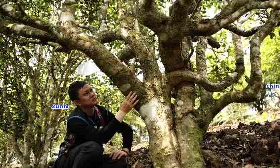 老班章古树熟茶：独特功效与普洱茶文化的深度解析