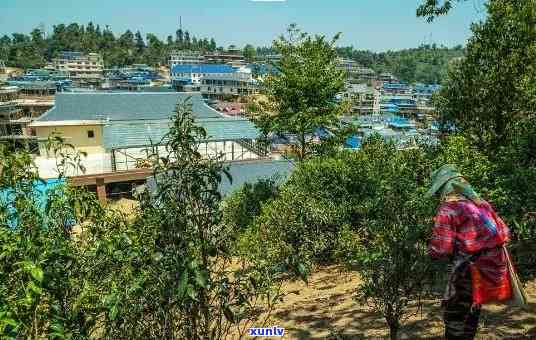 云南老班章村旅游指南：景点介绍、美食推荐、住宿信息和旅行攻略全解析