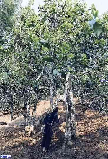 探究老班章茶的产地：哪个知名茶厂拥有这一独特茶叶？