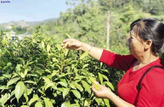 云南普洱市王霞普洱茶业：从茶叶种植到品质保证的全方位解答