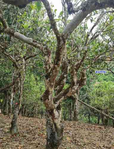 老班章茶叶：一款独特普洱茶的魅力与特点解析