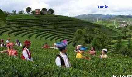 普洱最有名的茶厂、茶山、茶马古道和茶园都有哪些值得一提的地方？