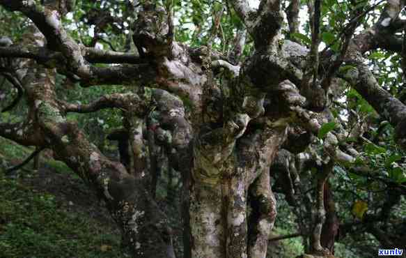 老班章古树300年