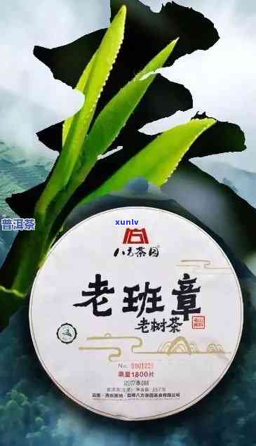 深度解析：普洱茶老班章单株的独特魅力与品质特征