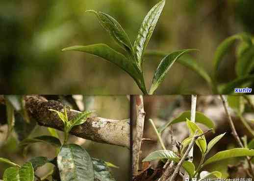 怎么区分老班章古树茶真假？ 老班章古树茶泡法