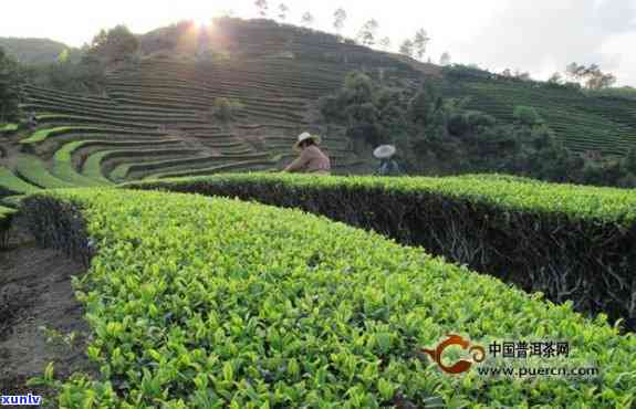 大新茶产业突破创新，普洱市新闻热度飙升