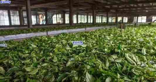 老班章茶厂直接供应优质茶叶，福建云南产地精选生普洱茶