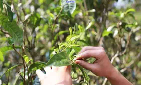 勐海兴海茶厂老班章：古树普洱茶的醇厚滋味与独特风味