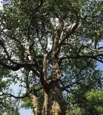 普洱木与老树的区别：古树、茶树类型异同解析