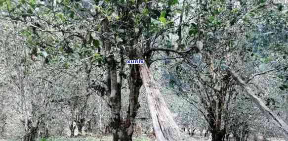 普洱木与老树的区别：古树、茶树类型异同解析