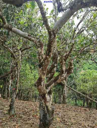 探究老班章茶树：它是否真正属于普洱茶？