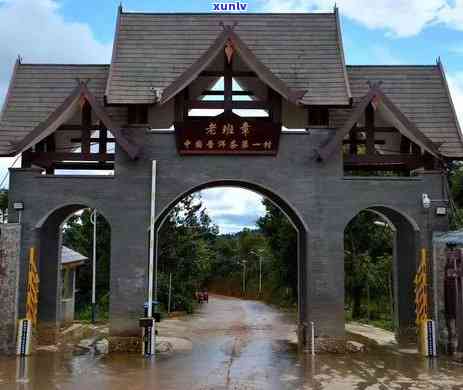 老班章村古茶树价格大全：了解当地茶叶市场及投资前景