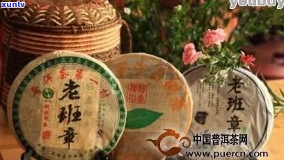 老班章茶文化百科：探寻普洱茶历与品鉴技巧