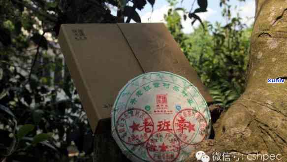 陈升2016年老班章茶品：独特的风味，超越年份的价值