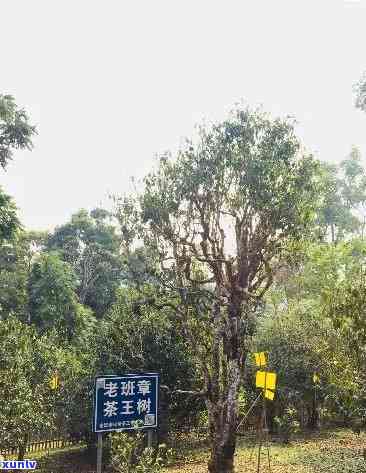 海口龙华古茶树王，班章老茶厂家直销，品质离火阿里茶香四溢